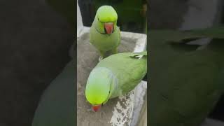 indian ringnecks parrot talking #mithukibatain #funny #viral