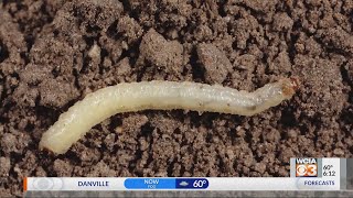 From the Farm: Corn Rootworms