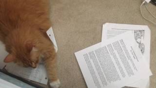 How Cats Use Calculus