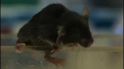 Evaluating cerebellar ataxia in mouse models, using a composite phenotype scoring system