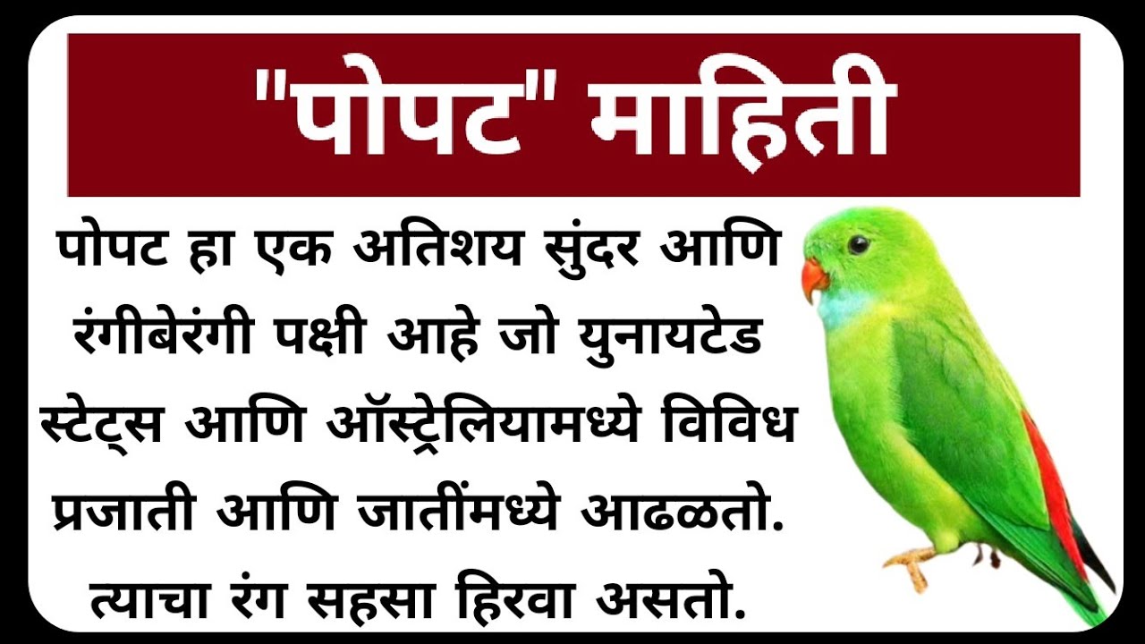 essay in marathi my favourite bird parrot