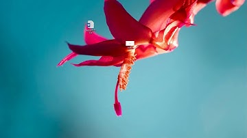 Lab_OSI delay effect 1