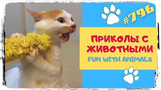 Смешные Животные 😄 Приколы С Животными 😹 Fun With Animals 🤣