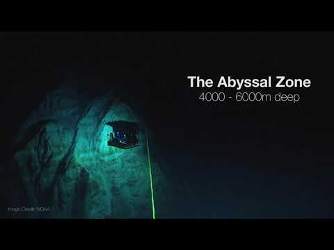 Video: Apakah zona abyssal?
