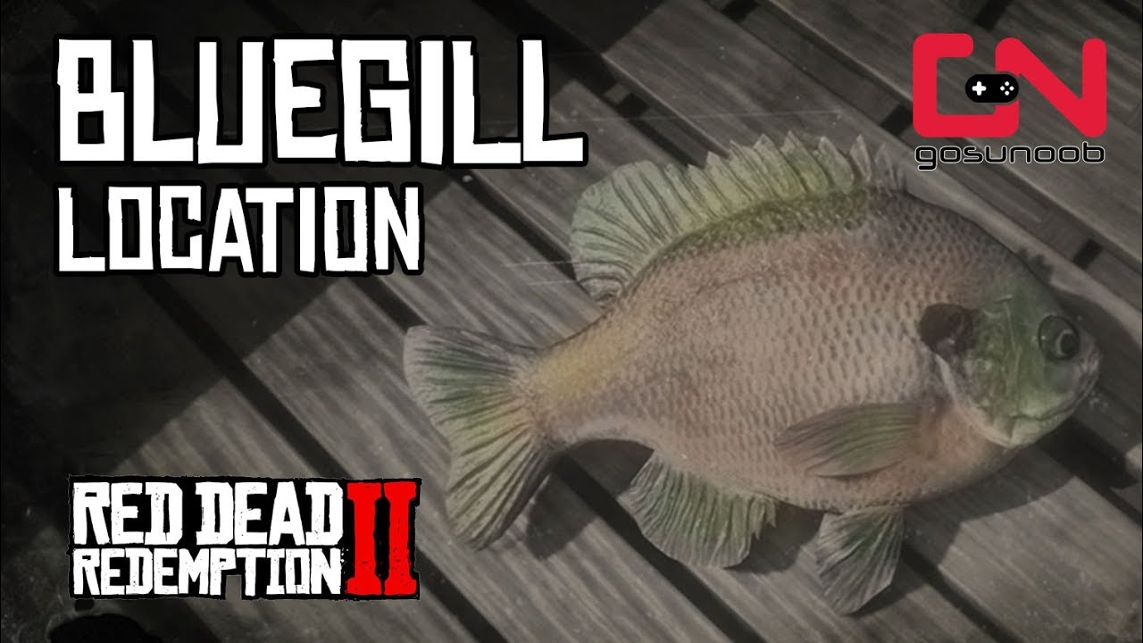 Red Dead Online Bluegill Location Daily Challenge Youtube