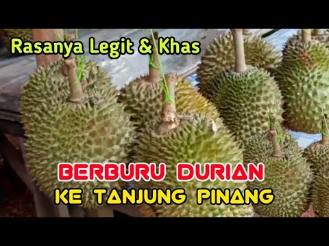 Berburu Durian ke Tanjung Pinang