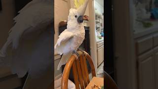 Piti The Atoo Dances To Michael Jackson