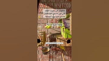 #سورة_الكهف #قرآن #محمد_الفقيه #اليمن #العراق #الجمعة #طيور #البادجي #quran #birds #budgies #texas