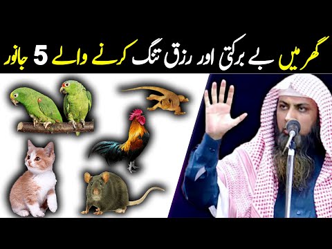 Ye 5 Janwar Ghar Main Bay Barkati Laty Han گھر میں بے برکتی کی سب سے بڑی وجہ Maktab TV 