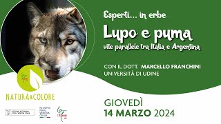 Lupo E Puma Vite Parallele Tra Italia E Argentina Esperti In Erbe Naturacolore 2024