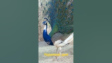 Thumbnail of Peacock Opening Feathers  #animalspot #ytshorts #peacockfeather #peacockdance #animals #murga #aseel