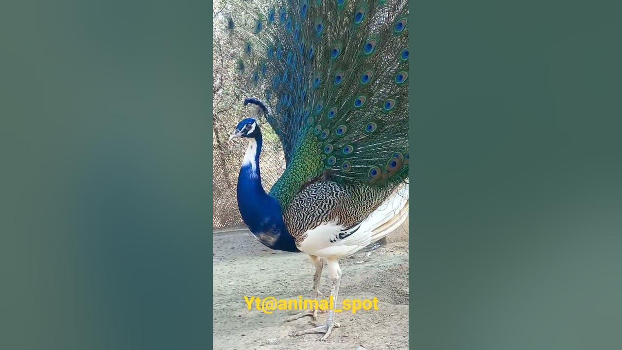 Peacock Opening Feathers  #animalspot #ytshorts #peacockfeather #peacockdance #animals #murga #aseel