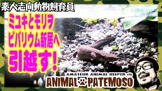 イモリミユキ＆モリヲのビバリウム引越し!【アカハライモリ Japanese fire belly newt】【ビバリウムvivarium】