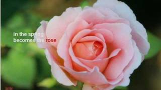 the rose--westlife