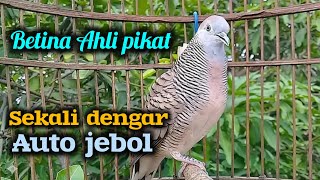 Download Lagu Pancingan perkutut betina lokal memanggil jantan MP3
