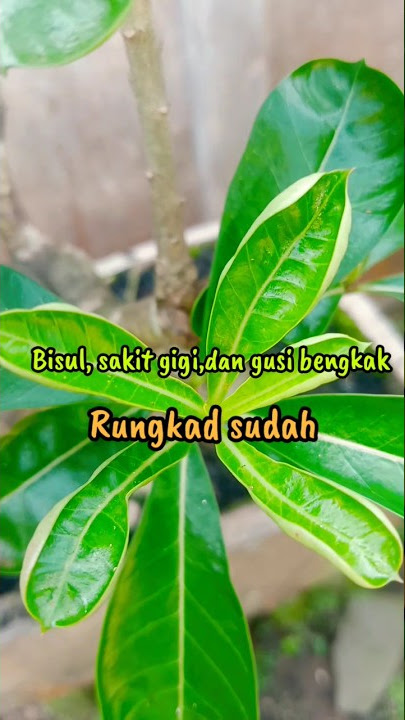 Manfaat Kamboja untuk obati sakit gigi #agriculture #pertanian #shorts #herbal