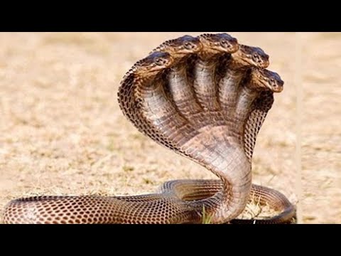 Vidéo: En Inde, Un Serpent à Deux Têtes A été Découvert - Vue Alternative