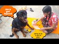 Anshu is taking care of Jerry||best protection dog breed||best guard dog