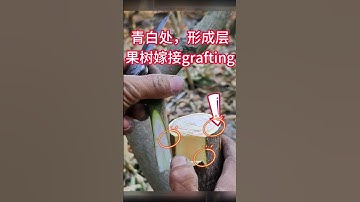 果樹嫁接的詳細教程，30秒教你如何嫁接果樹，此果樹嫁接方法簡單易學Detailed tutorial on fruit tree grafting. how to graft fruit trees