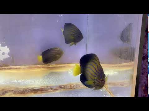 キンチャクダイ Chaetodontoplus Septentrionalis Bluestriped Angelfish Youtube