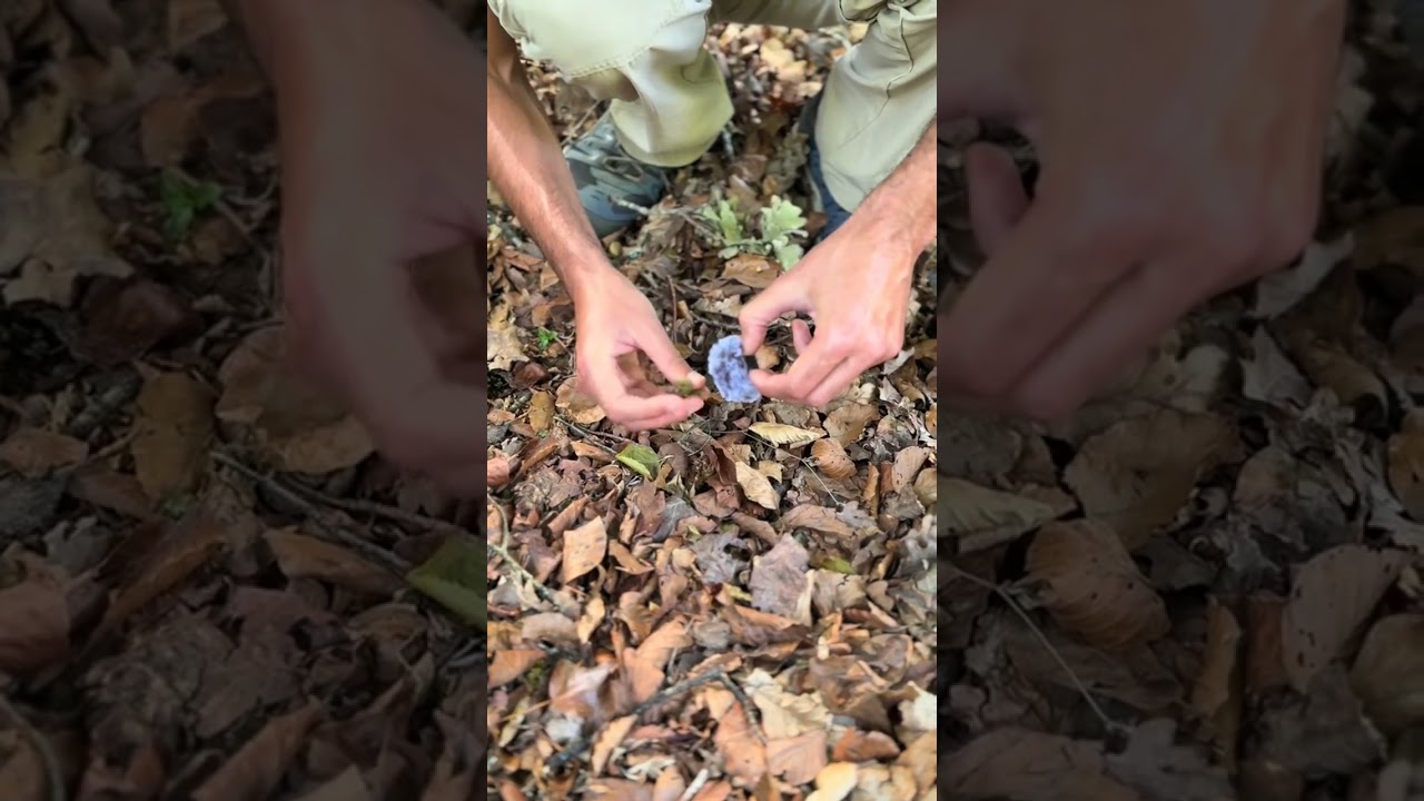 #naturesounds #naturesoundsforsleepandrelaxation #asmrnaturaleza #asmrnature #asmrlasiesta