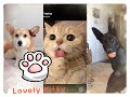 ♥️ Funniest Animal Cute Dog 🐶 Cute Cat🐱   compilation #18--2020 May