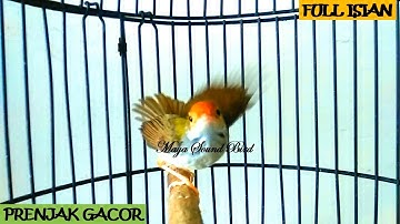 Prenjak Gacor - Variasi Tembakan Masteran Prenjak Lumut - Pancingan Suara Pikat Prenjak Kepala Merah