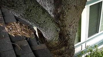 Tree Trouble- Keep The Rats Out!