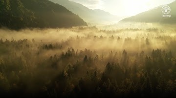 FAO’s Global Forest Resources Assessment 2025 – comprehensive new information on the world’s forests