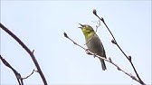 野鳥 メジロのさえずり Wild Birds White Eye Warbling Youtube