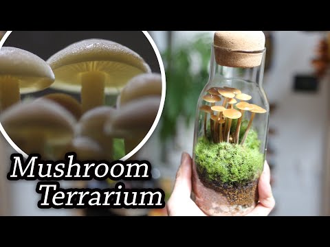 How to make a Mushroom Terrarium[Real Mushrooms]