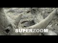 SuperZoom  | Southern White Rhino (Nikon P900)