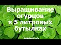 Выращивание огурцов в 5 литровых бутылках