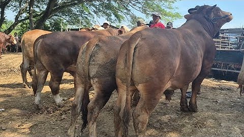22 JUTA NEGO‼️SAPI GEDE NUMPUK HARGA MURAH SEPI PEMBELI | Pasar Sapi Jatirogo