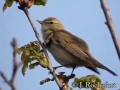 Пеночка-весничка — Phylloscopus trochilus (Linnaeus, 1758)