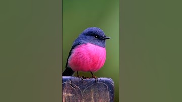 Meet the RAREST Pink Robin Bird You