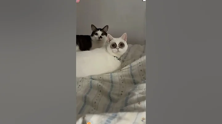 Watch the video about The cat’s baffling behavior 😹—all its defiance is written right on its face! #funny #catlovers #cat