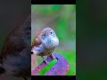 House Wren Song