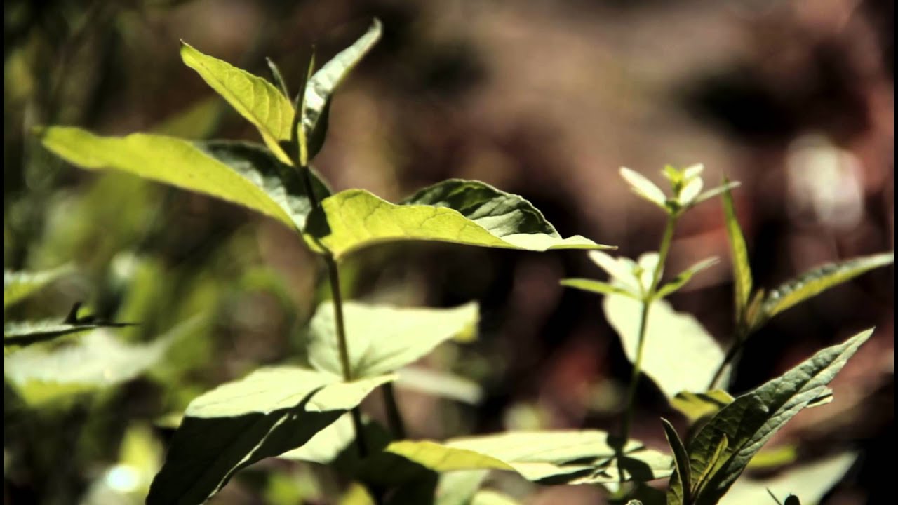 Canon video test with ISO-25