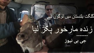 Astore ibex in Gilgit Baltistan. ماخور اب انسانی آبادی میں آنے لگے.