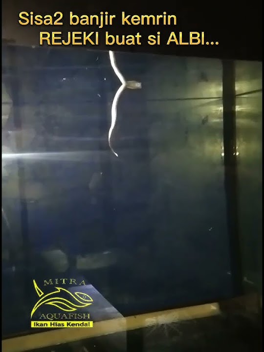 bantu subcribe like n komen yo lek, arowana eat snake #daripadapakopo #udan2 #storywa
