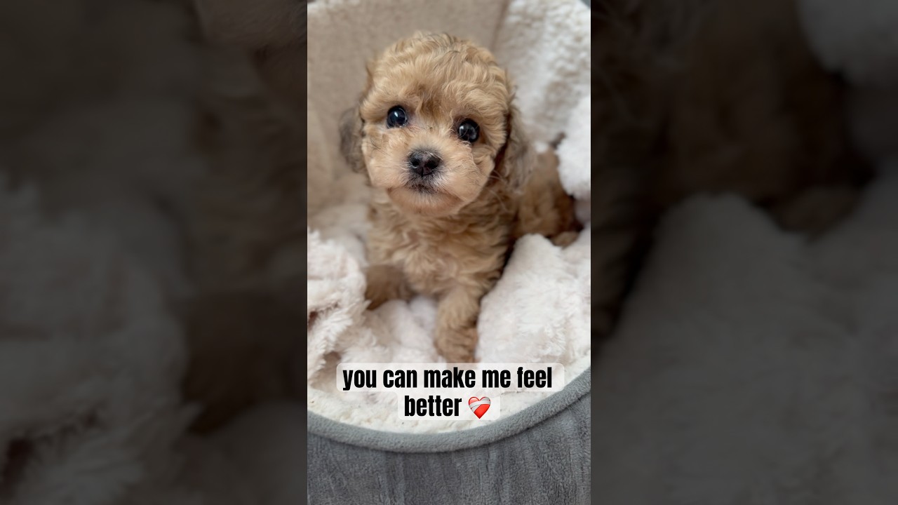 Please DON’T bully me‼️