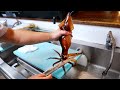 Japanese Food - DANCING SQUID SASHIMI Ika Center Tokyo Seafood Japan