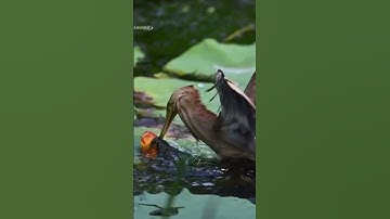Surah ikhlas #egzonibrahimi #سورة_الإخلاص #ikhlas #shortvideo #nature