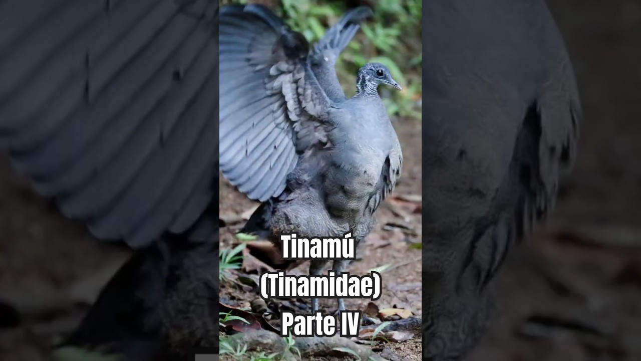 Los Tinamúes: Maestros del Camuflaje Terrestre - Parte 4