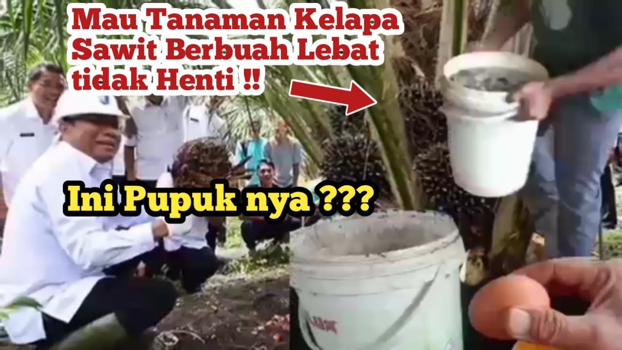 *Pupuk kelapa sawit Super !! Pupuk organik cair untuk tanaman kelapa sawit,agar cepat berbuah