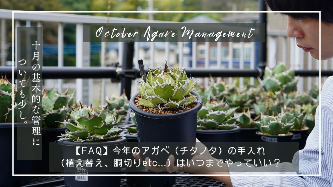 FAQ】今年のアガベ（チタノタ）の手入れ（植え替え、胴切り）は