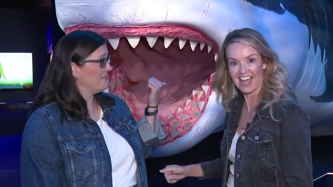 How to Touch a Real Shark at the Houston Museum of Natural Science YouTube