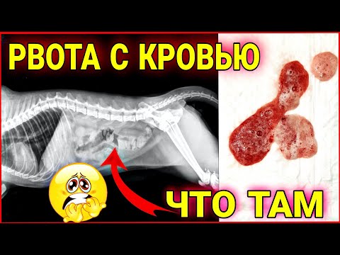 ВЛОГ Нашу кошку рвёт кровью. Рвота у кошки, основные причины, что делать. Мы в шоке / Семья Козырь