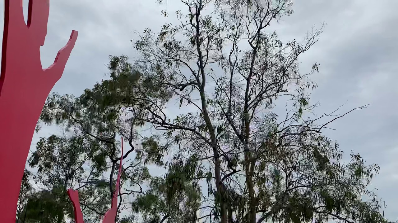 RAAF: Globemaster flyover @ Kangaroo Point. 26/9/19